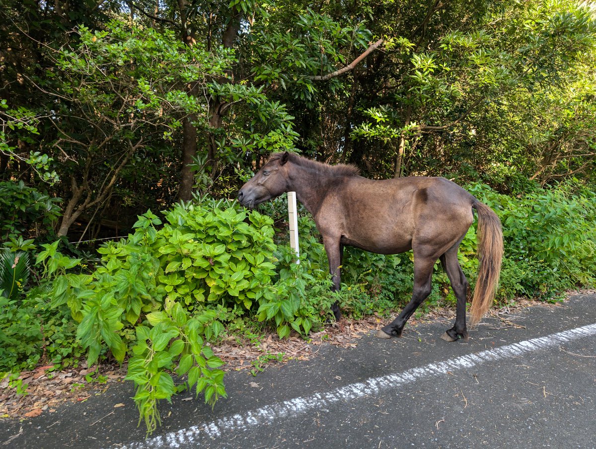 道路におうまさんがおった