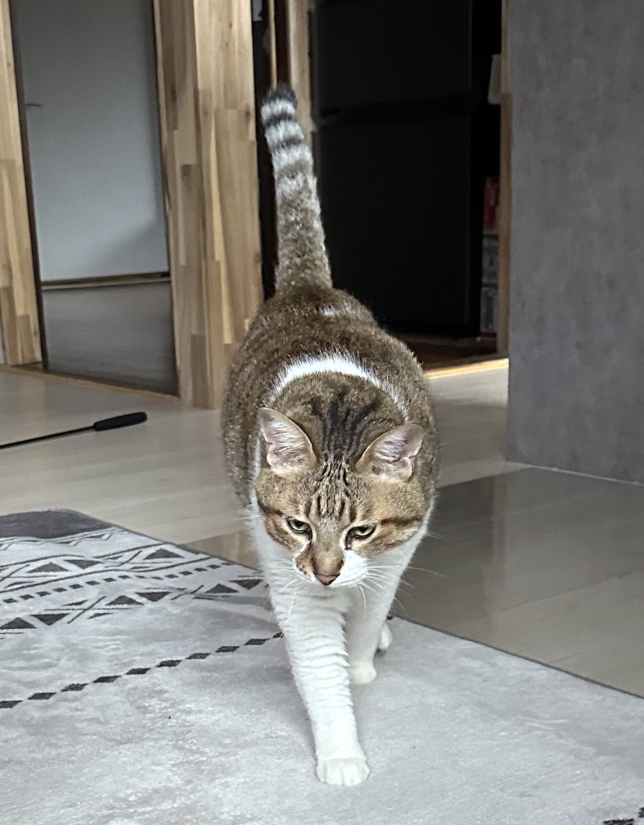 どこかの猫好き 71+lvO29YeL.jpg