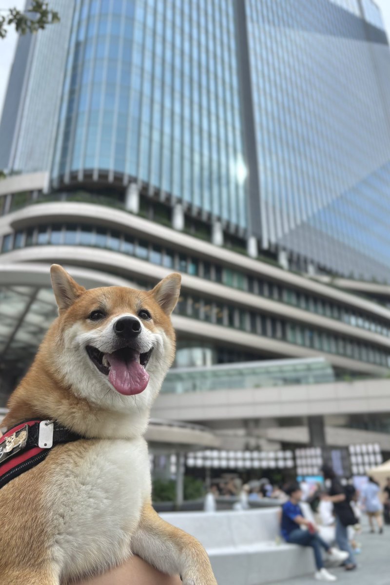 柴犬しばみ (@shibami_) / Posts / X