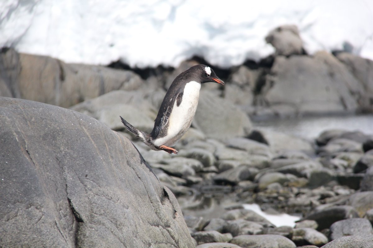 UK Antarctic Heritage Trust tweet media