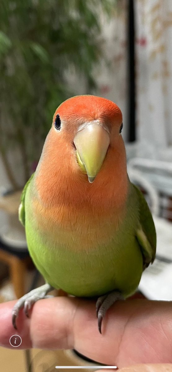 くぅちゃん くぅちゃんコラボアイテム】ウォッシュブラックユニセックス