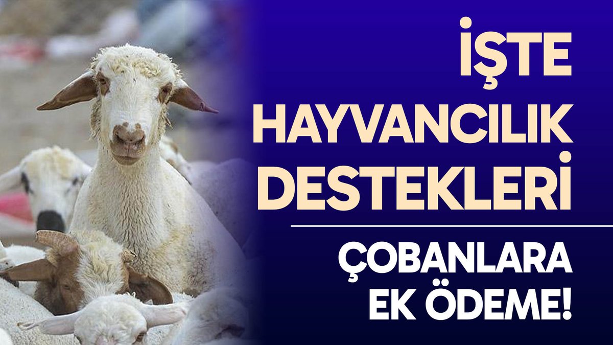 Hayvancılık destekleme fiyatları açıklandı drttv.com/hayvancilik-de…