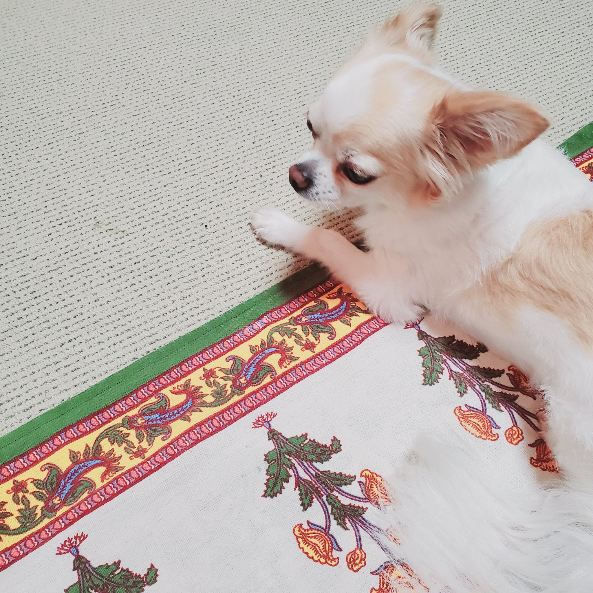いぬ好き(ง ᵕωᵕ)ว♪ 小犬のこいぬ #🛟