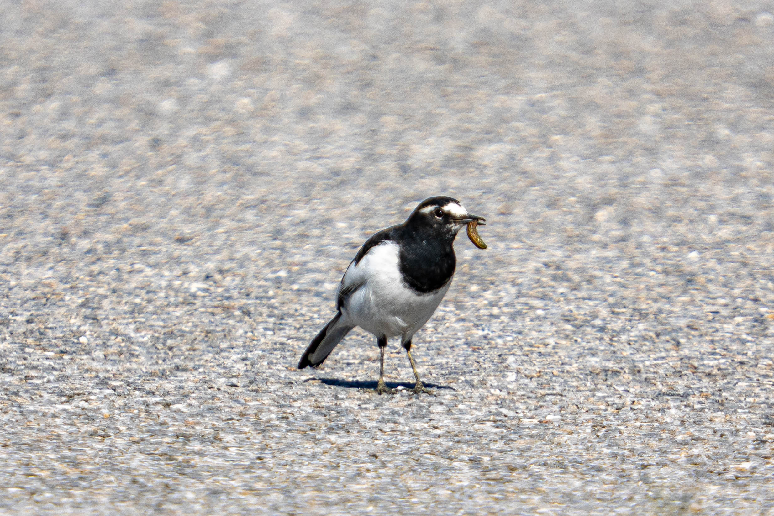 太った鳥 71uhoy9A4JL._SX445_.jpg