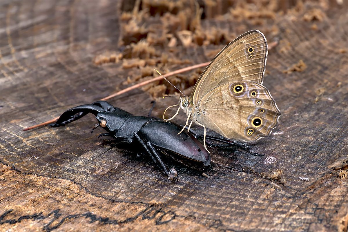 昆虫学者 夏の風物詩 アート×虫！ ー真夏の小さな冒険ー | Tokyo