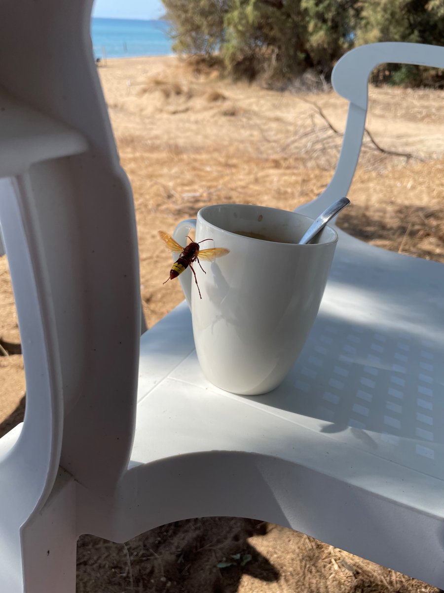 Die Hornissen in Griechenland (Art: Orientalische Hornisse)sind durchweg entspannte, umgängliche Wesen. Interessiert, aber nicht so aufdringlich wie Wespen. 😊