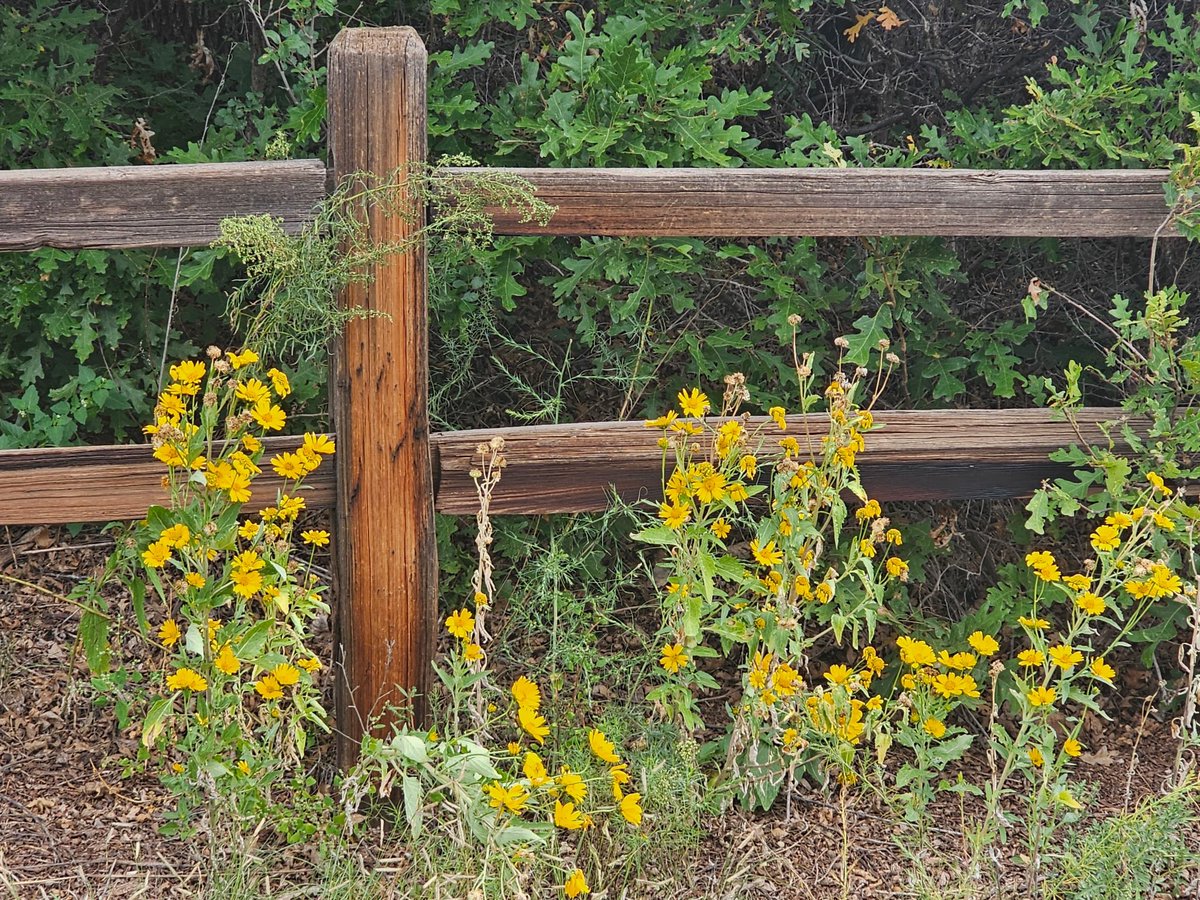 LexaCD's tweet image. If you see a black baby bear, stay calm and follow these steps:

1. Back away slowly: Give the bear a clear path to leave. Don't approach it.
2. Avoid eye contact: Looking a bear in the eye can be perceived as a challenge.
3. Make yourself look bigger..