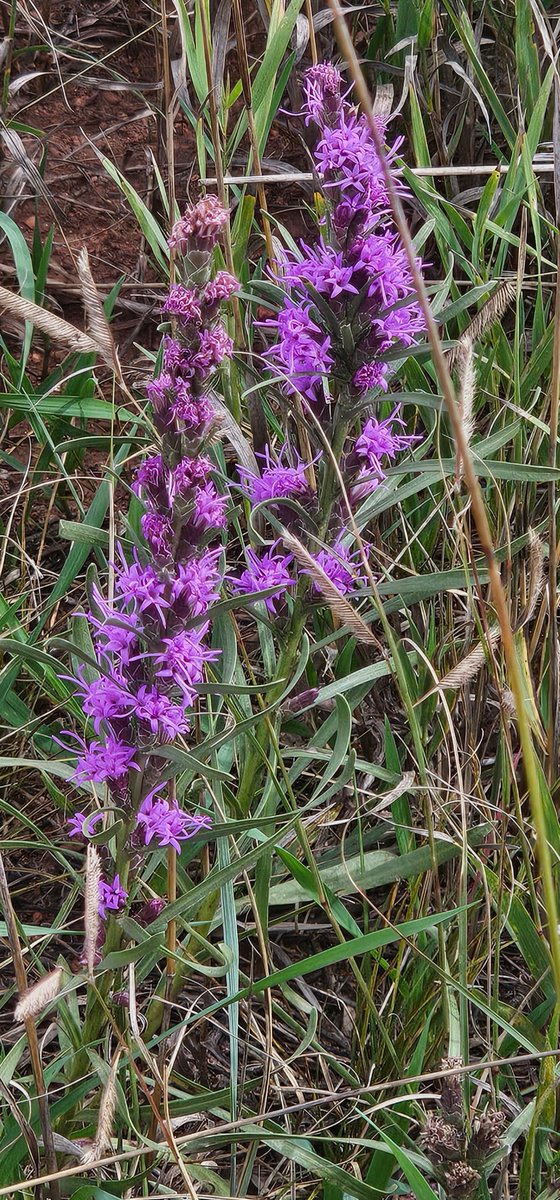 LexaCD's tweet image. If you see a black baby bear, stay calm and follow these steps:

1. Back away slowly: Give the bear a clear path to leave. Don't approach it.
2. Avoid eye contact: Looking a bear in the eye can be perceived as a challenge.
3. Make yourself look bigger..