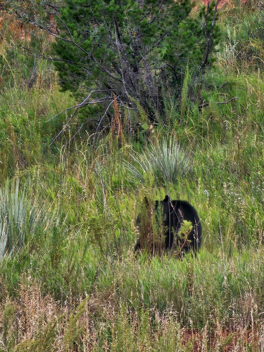 LexaCD's tweet image. If you see a black baby bear, stay calm and follow these steps:

1. Back away slowly: Give the bear a clear path to leave. Don't approach it.
2. Avoid eye contact: Looking a bear in the eye can be perceived as a challenge.
3. Make yourself look bigger..