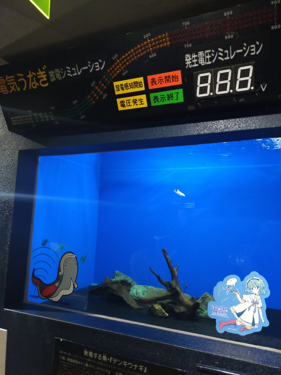 寺泊水族博物館
小さくてアクセスも悪いが魅力はたっぷり
入館してまず出会うウミガメは見たことないぐらい大きい
レトロな雰囲気と情報たっぷりの解説板が古き良き水族館という感じ
ダイバーの餌やりやテッポウウオのショーなどイベントもあり、朝早くからバスの時間までじっくり楽しめた