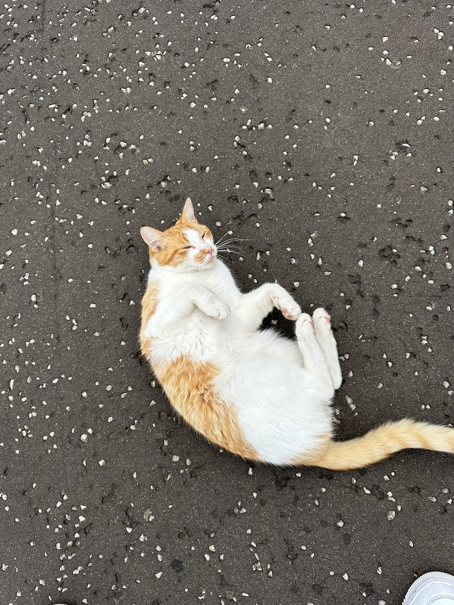 Another busy <a href="/theSNP/">The SNP</a> campaign session this weekend! 

We were even joined by the local neighbourhood cat, Simba 🐈💛 

#activesnp #votesnp