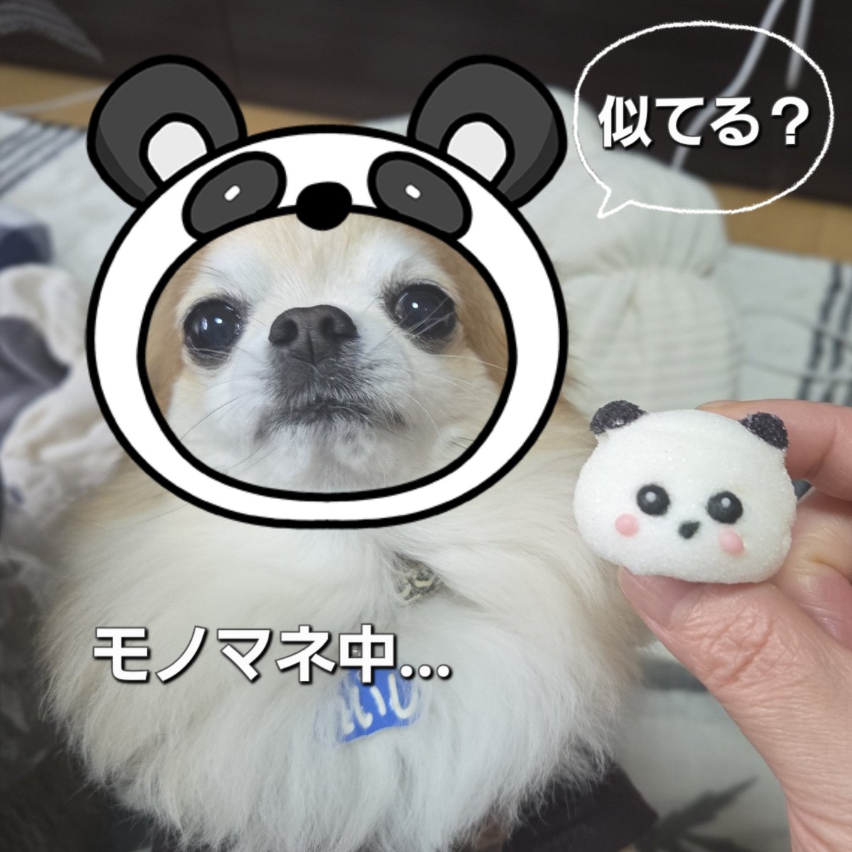 パンダ好き - Search / X