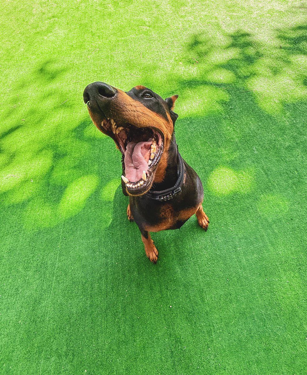 Can I get a GM? 🐶☀️🌿