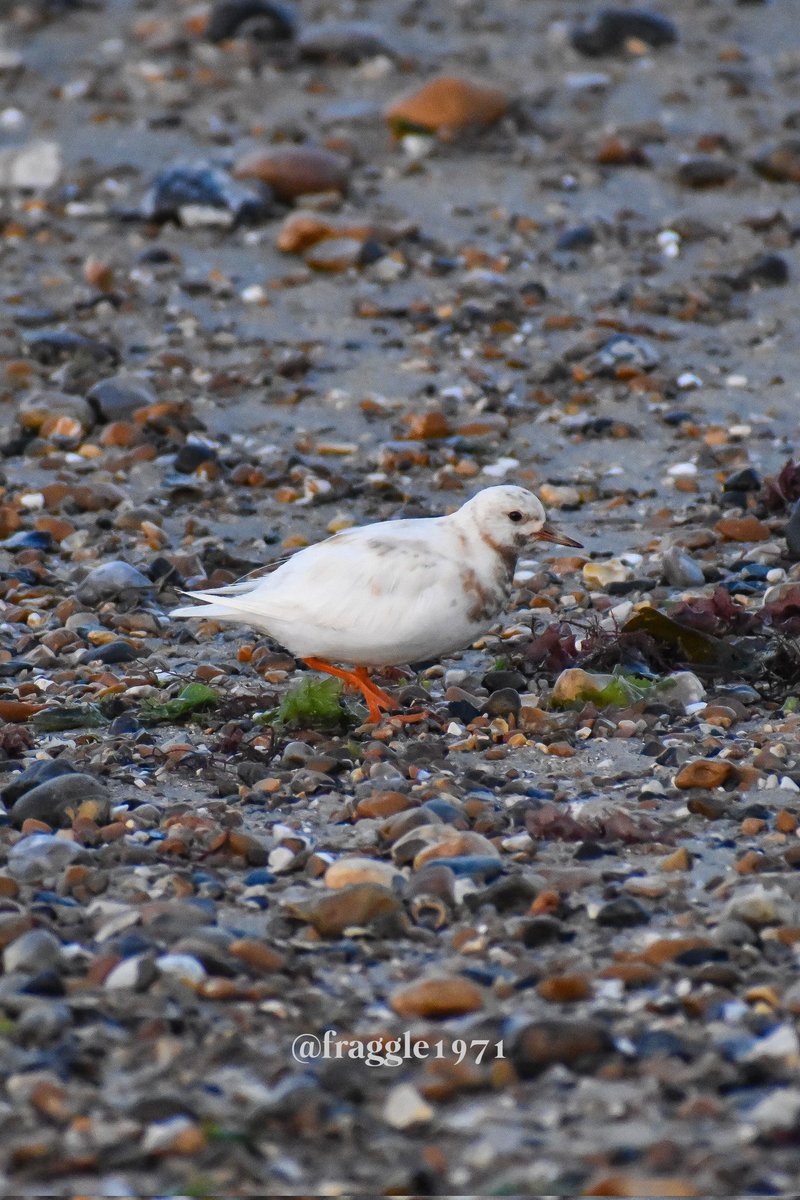 Spotted this on the beach this morning.  A Turnstone.  Not Albino but a Leucism <a href="/rspb/">rspb</a> <a href="/RSPBPagham/">RSPB Pagham Harbour</a> <a href="/PhilippaDrewITV/">Philippa Drew</a>   <a href="/SelseyBirder/">Selsey Birder</a> <a href="/SussexWildlife/">Sussex Wildlife Trust 🦔</a> <a href="/BBCSpringwatch/">BBC Springwatch</a>