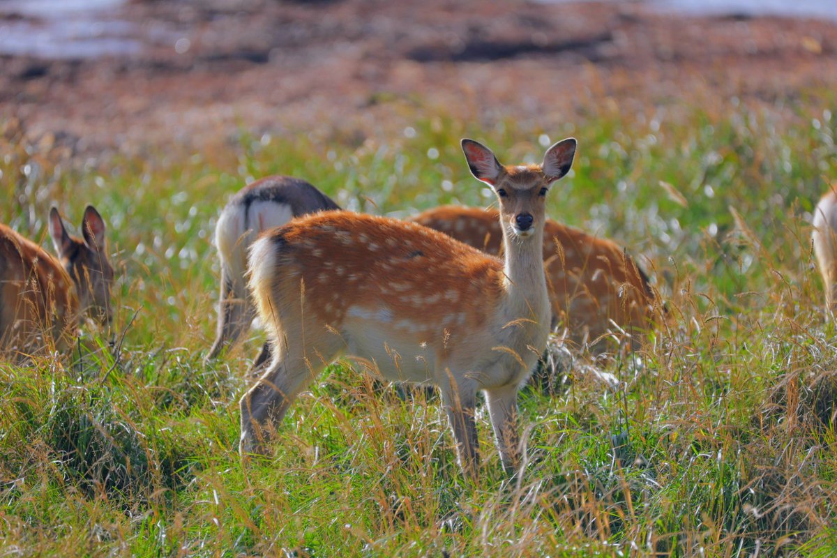 関西を出て9日目

北海道知床の自然を満喫しました！
が、流石ヒグマの高密度生息地。
ハイキング&amp;野生動物撮影中にコース上にヒグマが出たとのことで、レンジャー同行のもと避難しました😅
その後、ハイキングコースも閉鎖に…