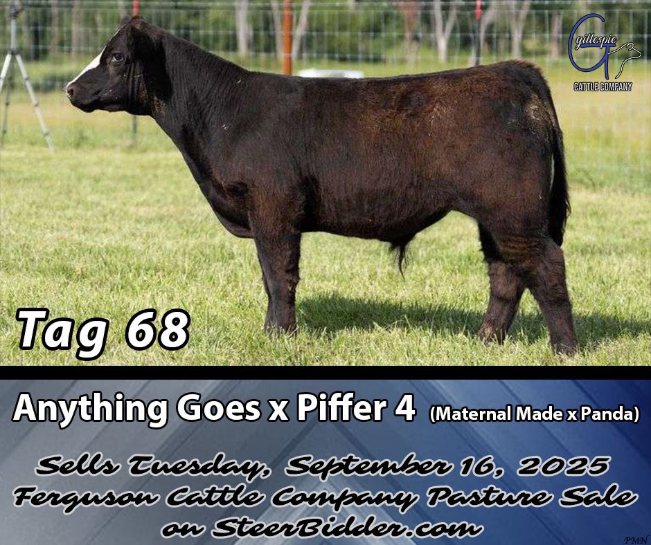 gillespiecattle's tweet photo. • Reserve Grand Champion Market Steer &amp; Champion Black Cross Steer | 2025 West TX State Fair
• Reserve Champion Paint Steer | 2025 Buff Branding
Bred by Piffer
Raised by Gillespie
Sold by Ferguson/Jeffs/Gillespie
Congratulations to the Schacher Family!

https://t.co/UIglHBMn1V https://t.co/sbIDNsXNYt