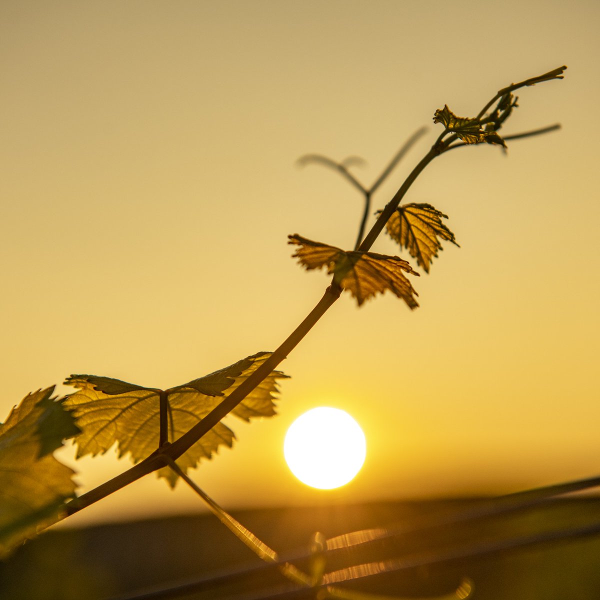champagneLPIT's tweet image. 🍂✨ L’autunno è una promessa che sussurra eleganza.
Le giornate si fanno più morbide, la luce più dorata, i colori più intensi. È il tempo delle atmosfere intime, dei brindisi che riscaldano e dei momenti che meritano di essere custoditi.
#LaurentPerrier #LaurentperrierItalia