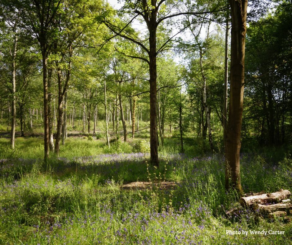 In our latest blog, our Climate Change and Wildlife Officer Jack Reeves looks back on his time at the Trust and reflects on the progress we have made towards our sustainability targets 👇 

worcswildlifetrust.co.uk/blog/climate-w… 

#climate #sustainability #NetZero #carbon #wildlife