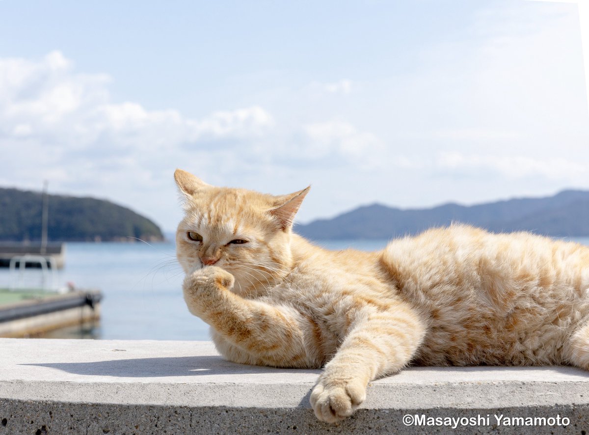 かんがえるねこ。