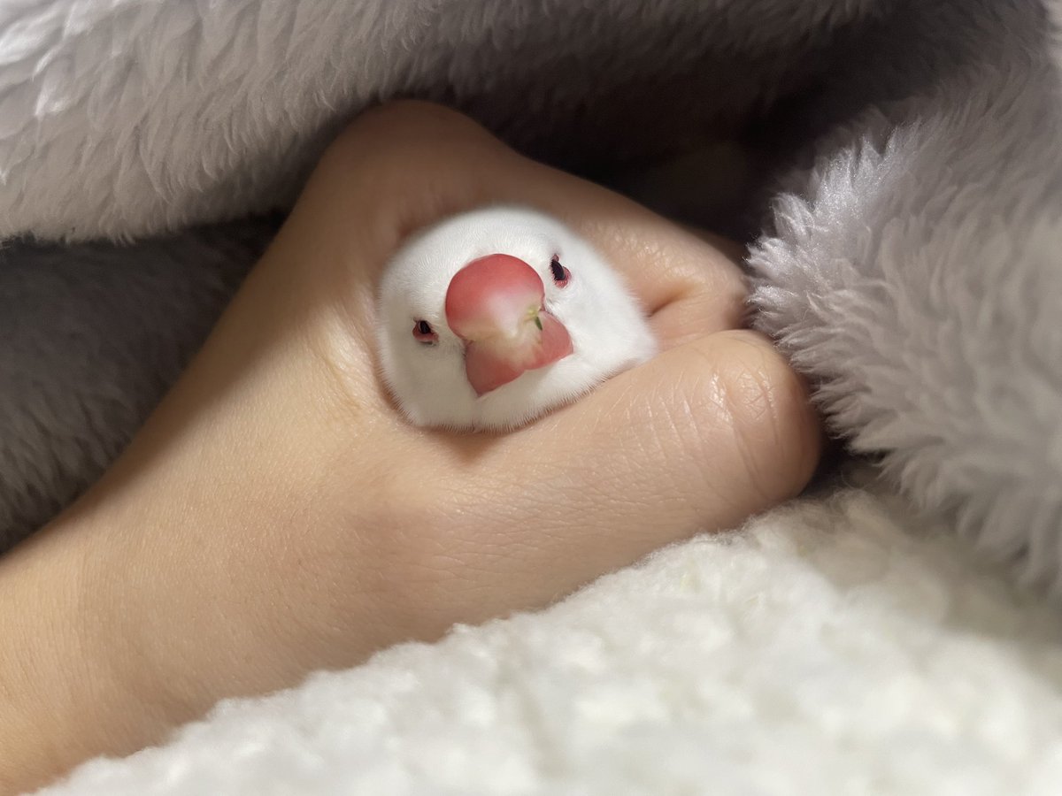 you＊珊瑚 (@shirobuncho35) / X