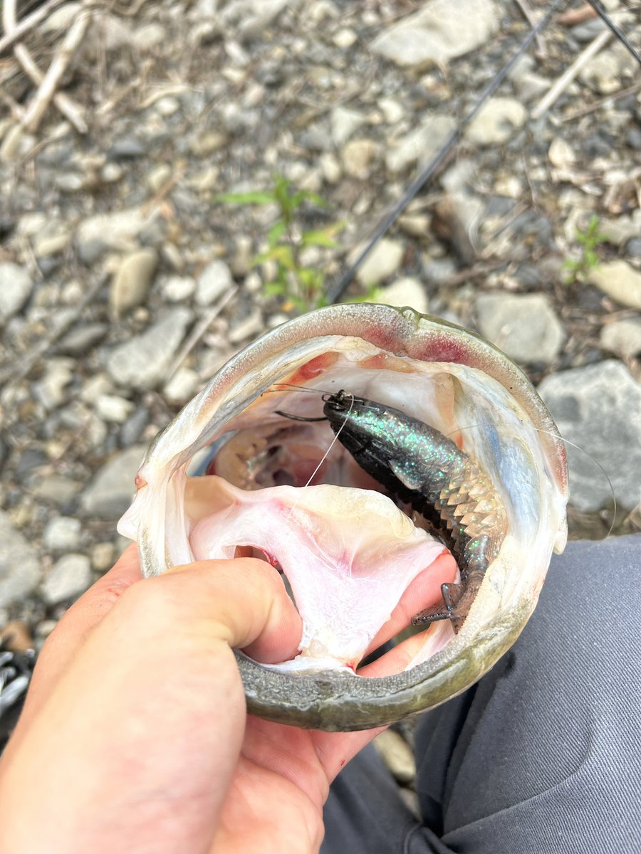 おいぼれバスばっこり