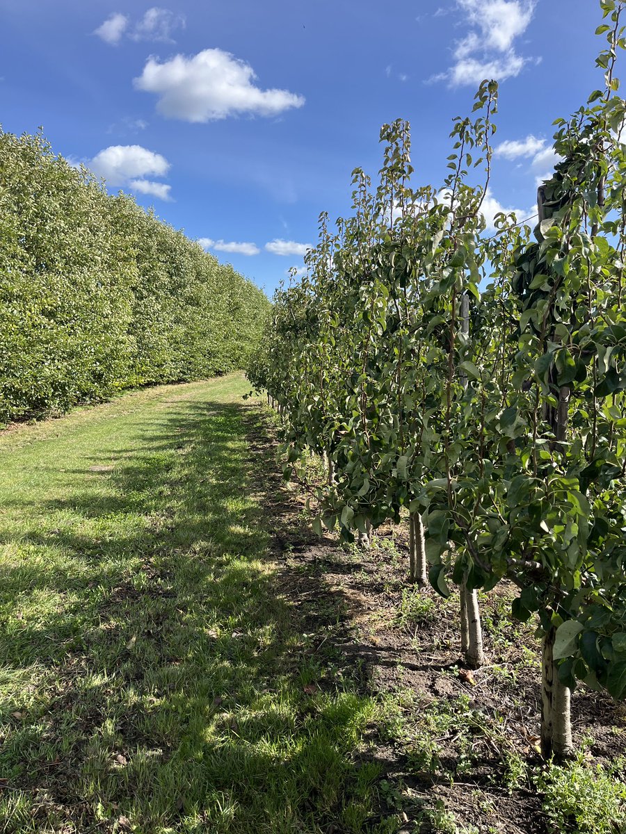 Rondje op de #akker. De zoetestuw is recent ge-update voor nog betere werking. Sommige bloemenranden staan er nog mooi bij. #teelt25