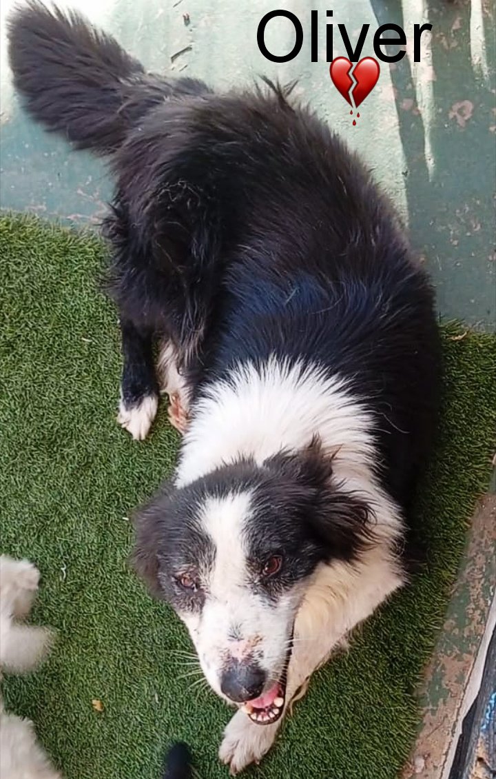 Adiós pequeño 🌈😭
Se ha ido esta noche al cielo nuestro pequeño, sufrió un fallo renal fulminante.
Salió de la perrera muy enfermo ( leishmania y filaria )
Les hemos dado mucho amor y eso se lleva .
Hasta siempre!!!
693219050 ( wuasap)