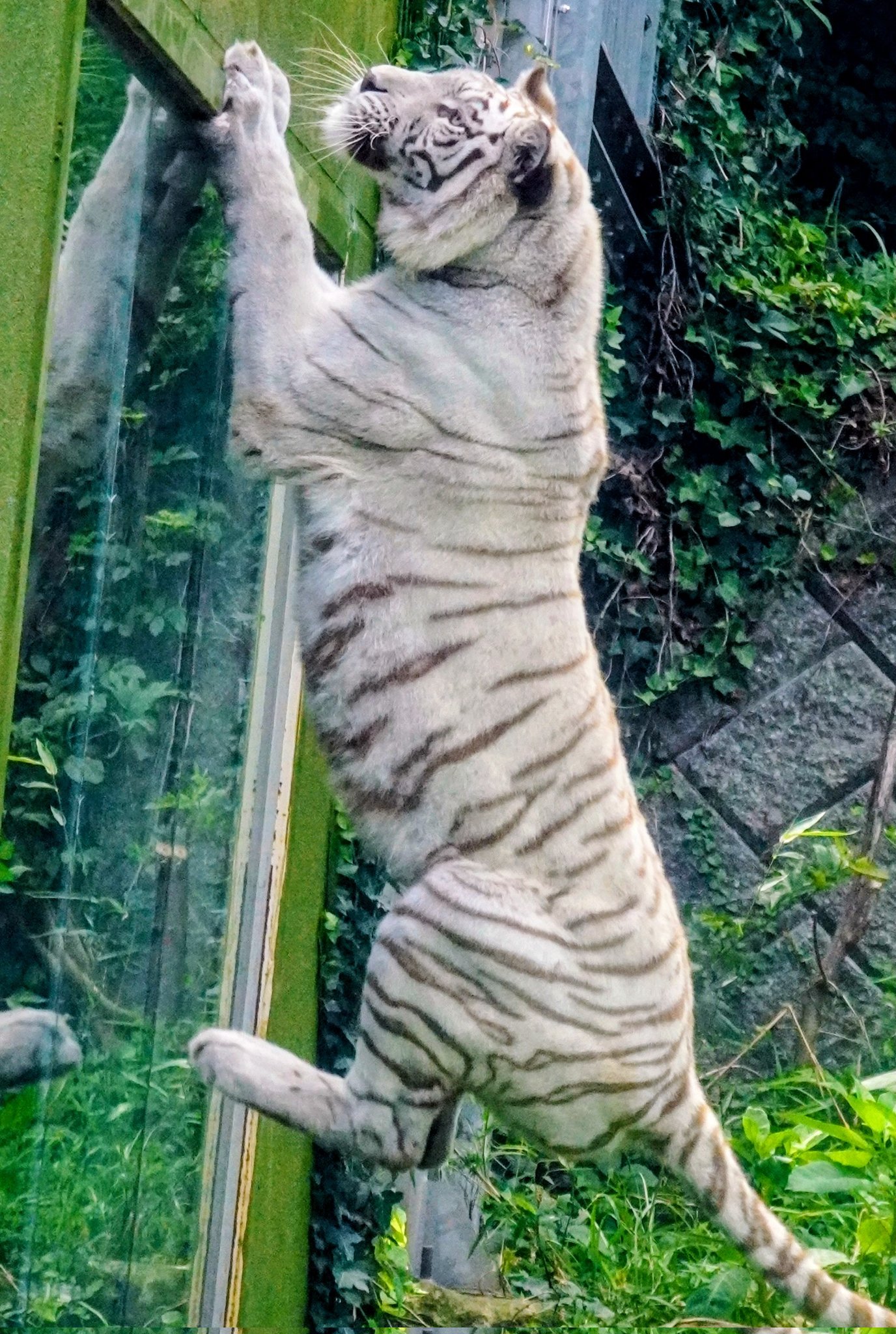 big cats lover on X: 
