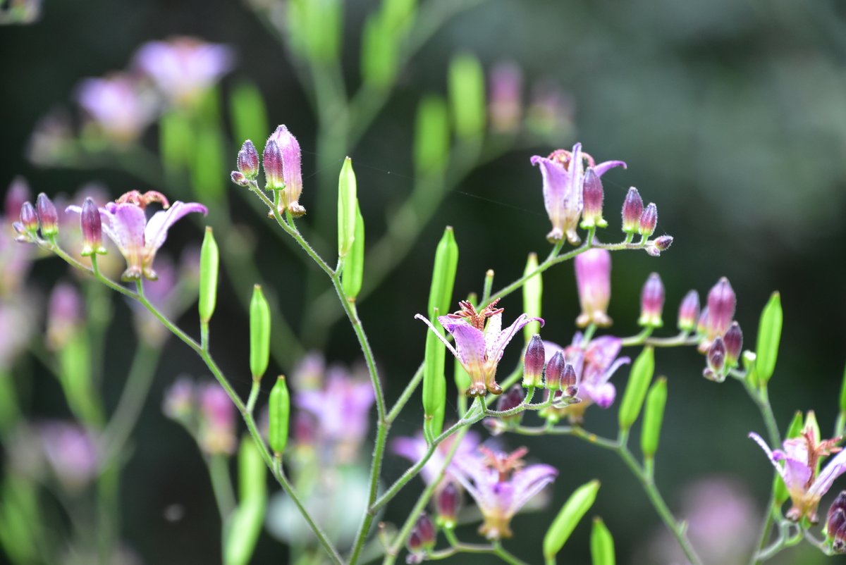 観清院 (@kanseiin6148) on Twitter photo 