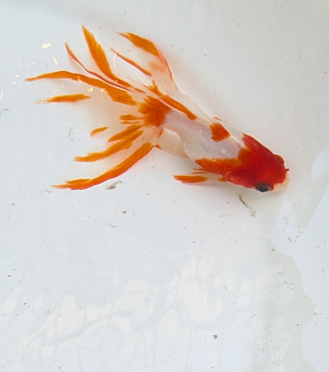 素人金魚名人戦2025 (@shiroutokingyo) / X