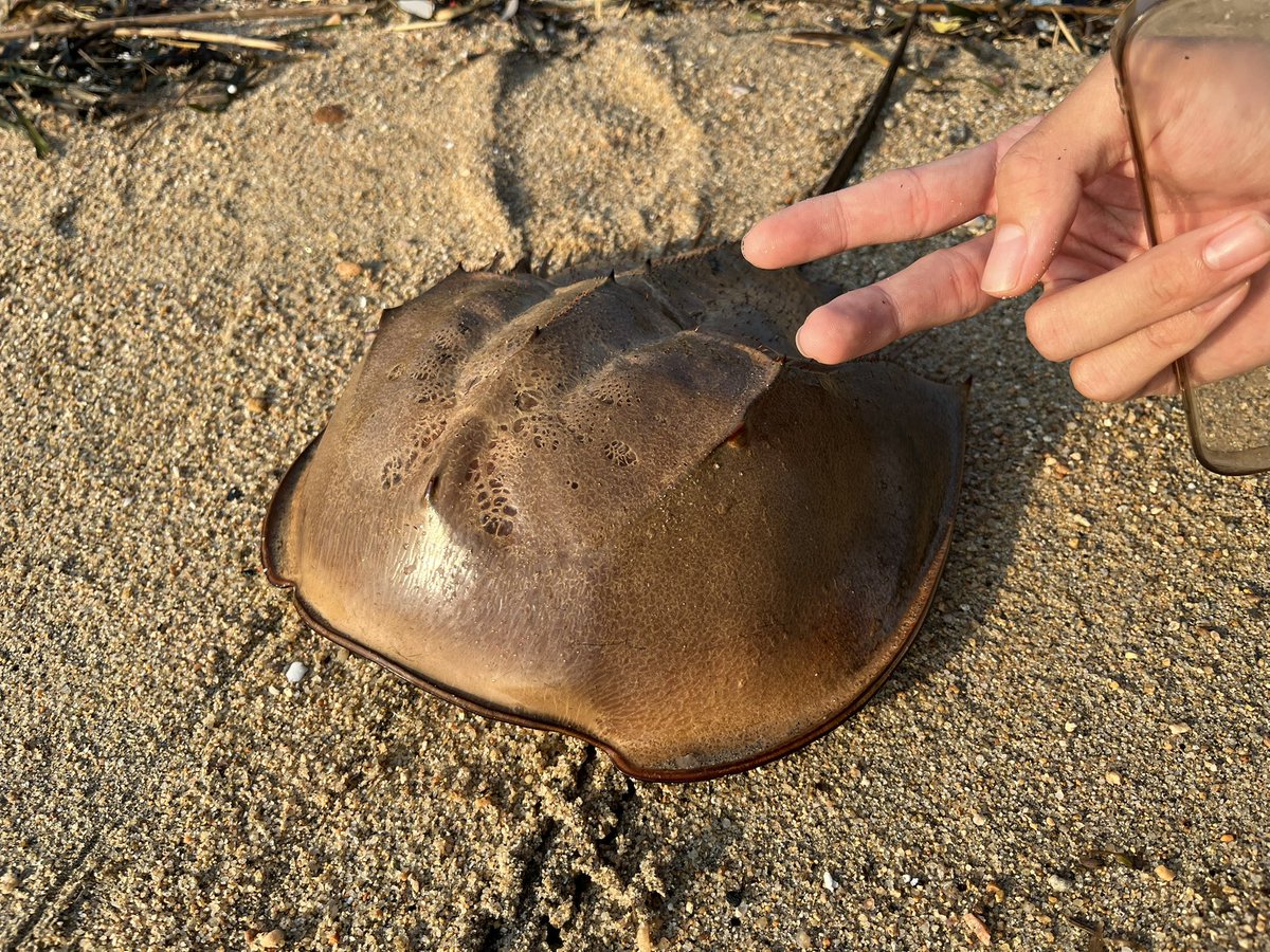 浜にカブトガニいたわ
死骸やし持って帰ろうかな