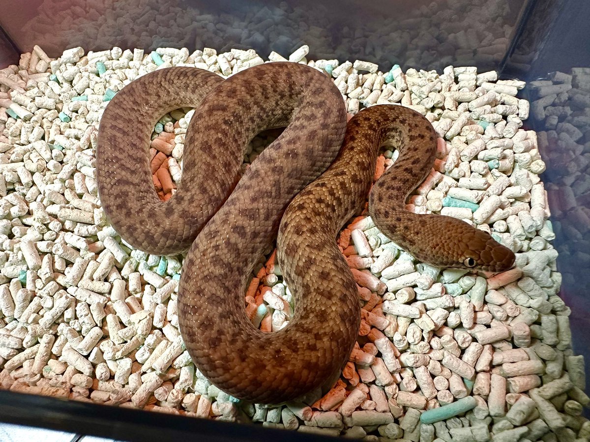 miyanosyouten's tweet image. 昨夜のイベントUKPYTHONSオーダー問い合わせありがとうございました。
本当に弦川さんに問い合わせめちゃくちゃ来て面白かったです(笑)
さて
来週も猫販売から交配業務から関西営業所にて来客対応…。
今から猫シャンプーとメディカルチェック!
#アンタレシア #カーペットパイソン #ukpythons