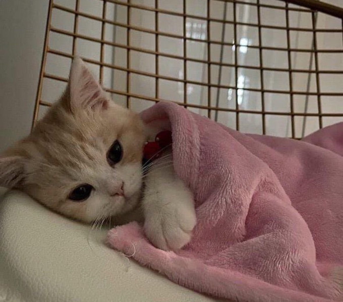 -bişe mi oldu

+yoo çok iyiyim