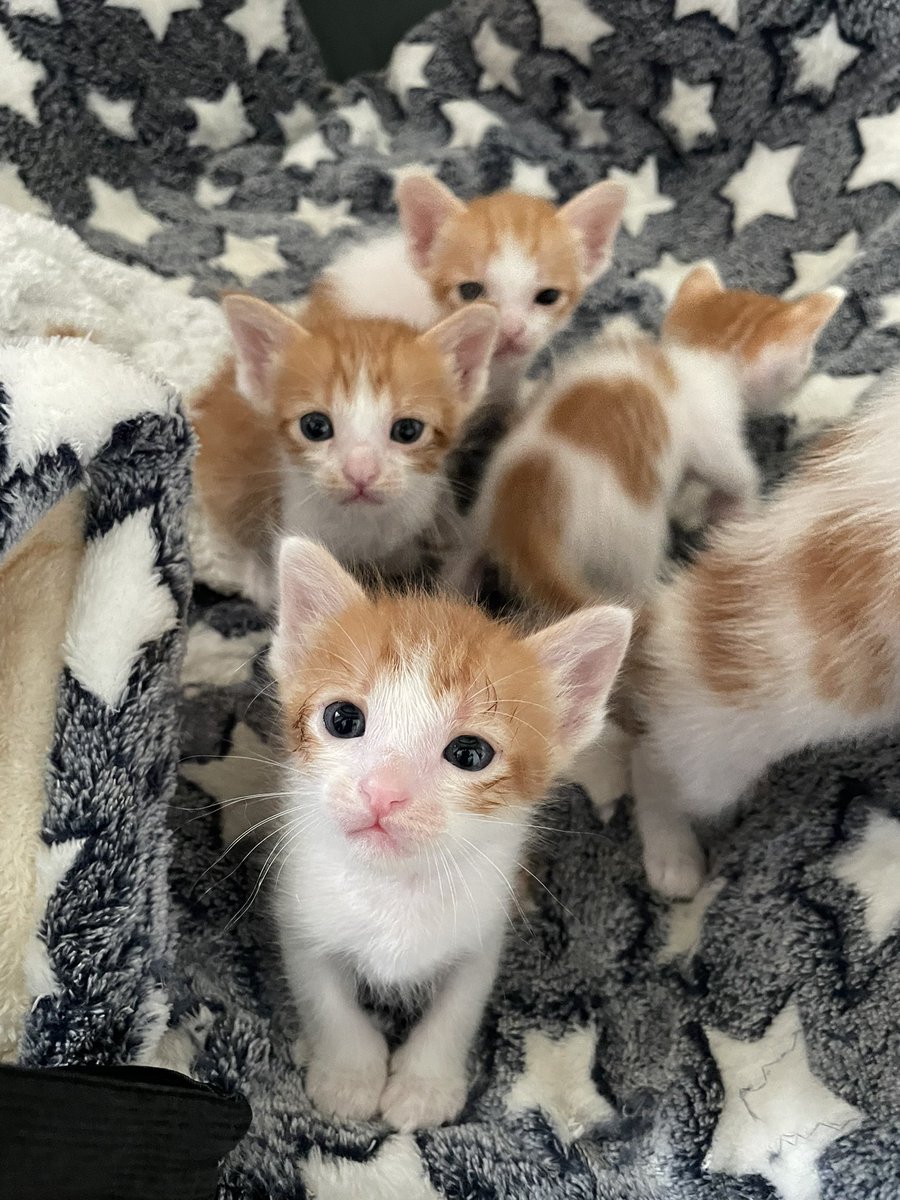 Catster & Co บ้านพักพิงแมวจร tweet media