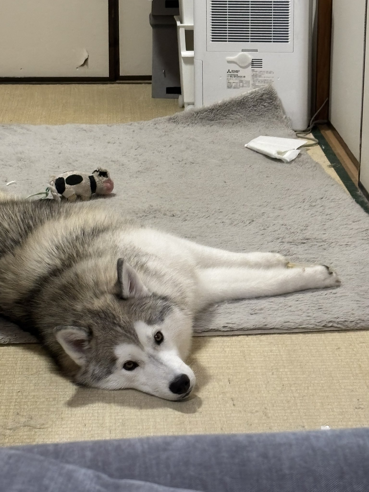 ガブちゃん ガブちゃん (@rn2312412) / X