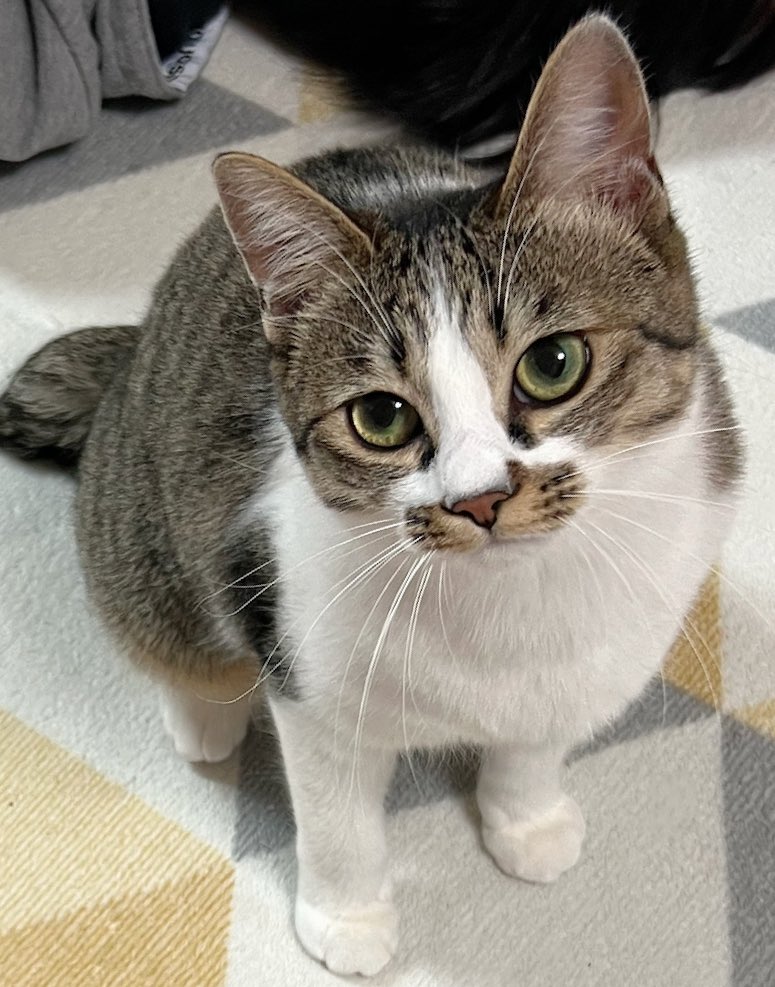 ねぇ、すまほじゃなくてあたちをみて♡  #猫  #キジ白