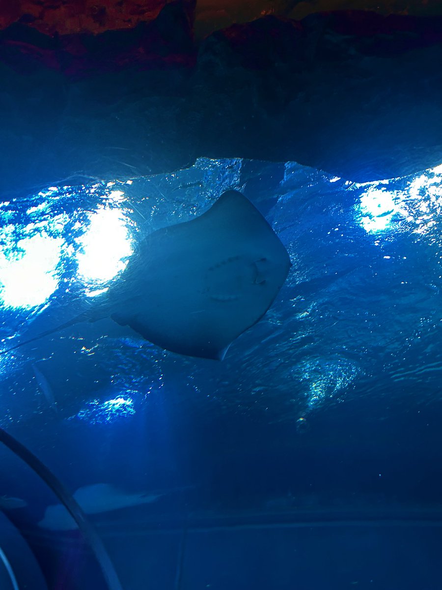 rinaSSlv0101's tweet image. クラゲとエイが可愛すぎた〜🥹︎💕︎
水族館本当によかった〜🥹︎💕︎

#清水サポ新潟遠征