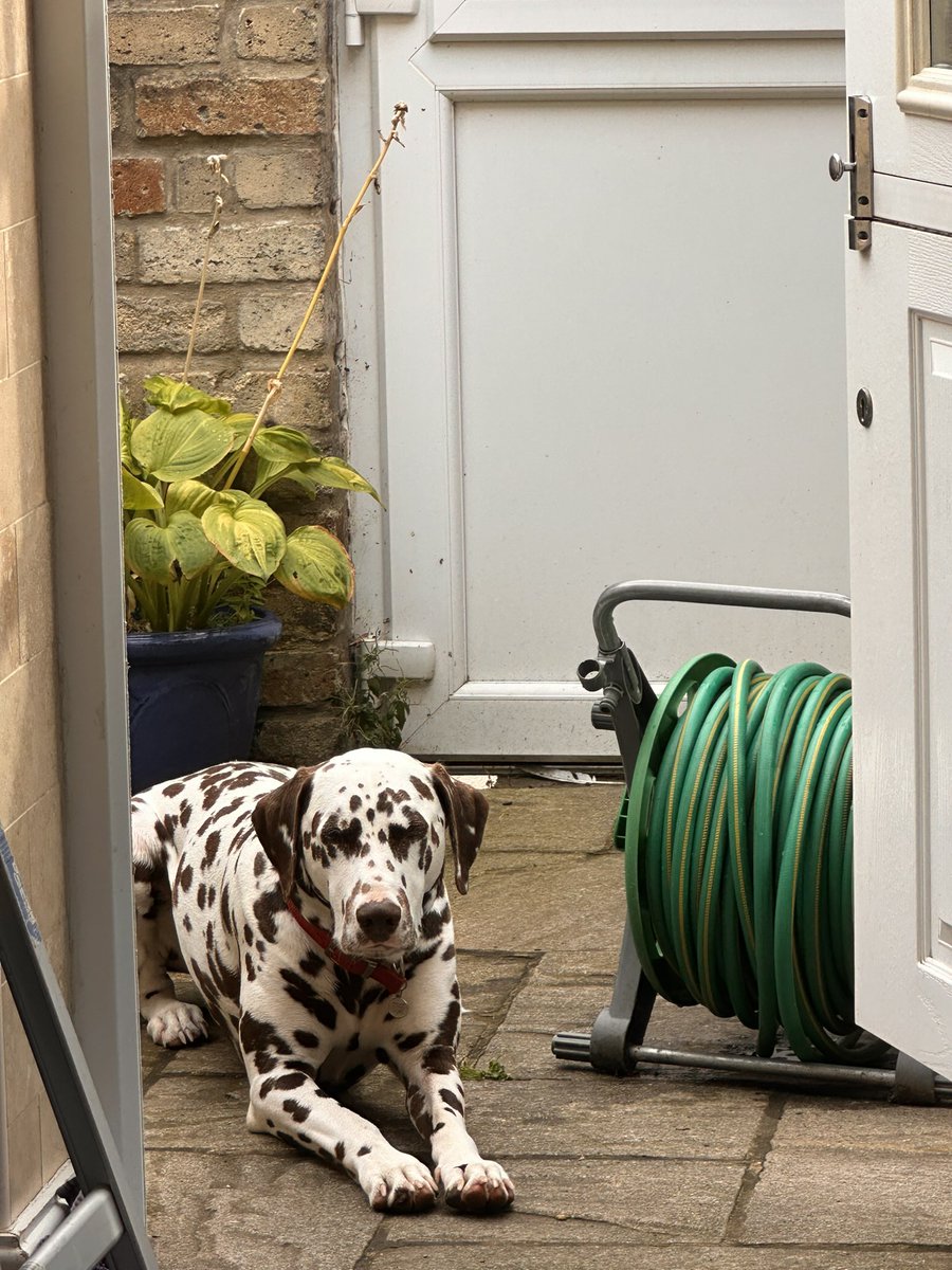 Swapsies anyone? This has been the current sit rep for the last hour with little dog encamped in the yard lest anyone tries to exit back to the Isle without him. He’s totally knackered, with eyes that keep closing, his head drooping. Such is daily life with a spotted delinquent.