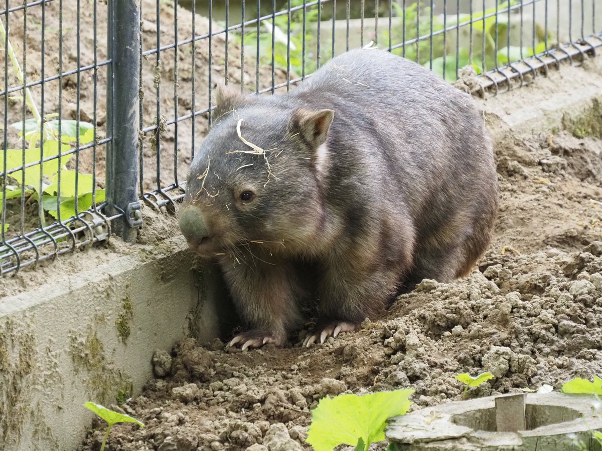higashiyama5555's tweet image. ウォレスくん お誕生日おめでとう🎊

📷  2021
＃茶臼山動物園　＃ウォンバット