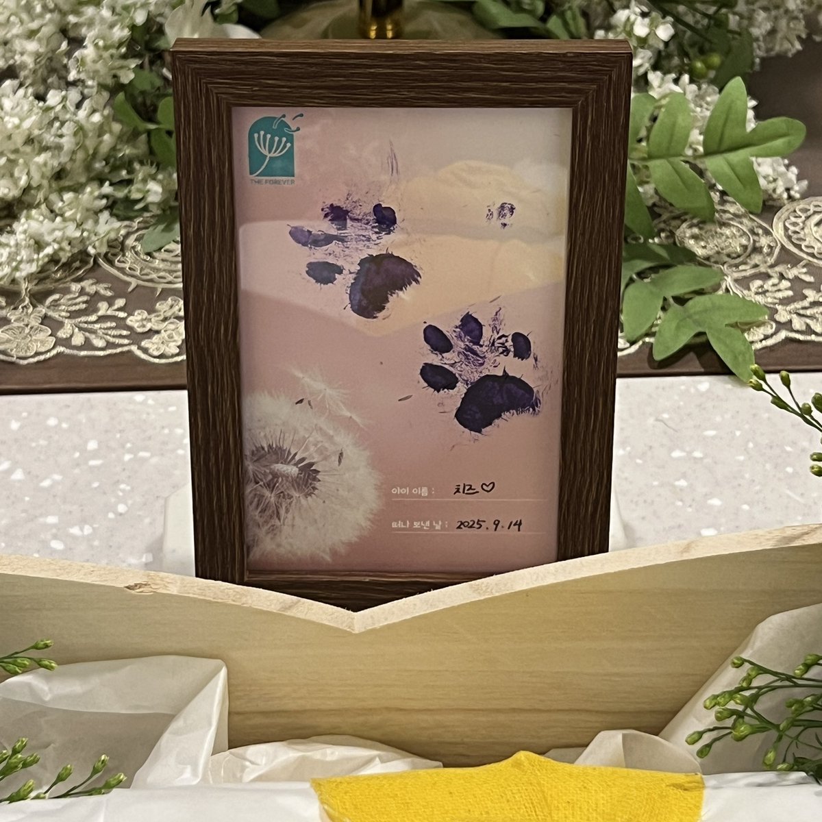 일부러 성 붙여서 부르고 사람처럼키워 보냈으니 반드시 사람이든 고양이로 다시 태어나든 돌려보내주시오.
가끔 내 이름 알려주면서 기억하라고 했었는데 어제 정신 있을때 제 이름도 한번 더 알려줬어요 ,. 연이 있으면 꼭 만나자고 못 만나더라도 부자집에서 태어나서 사랑많이 받는 삶을 살으라고