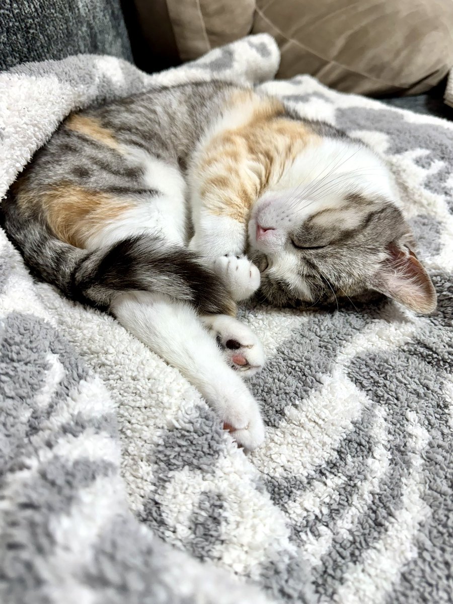 寝てる時はいつまでも赤ちゃん🐱💕