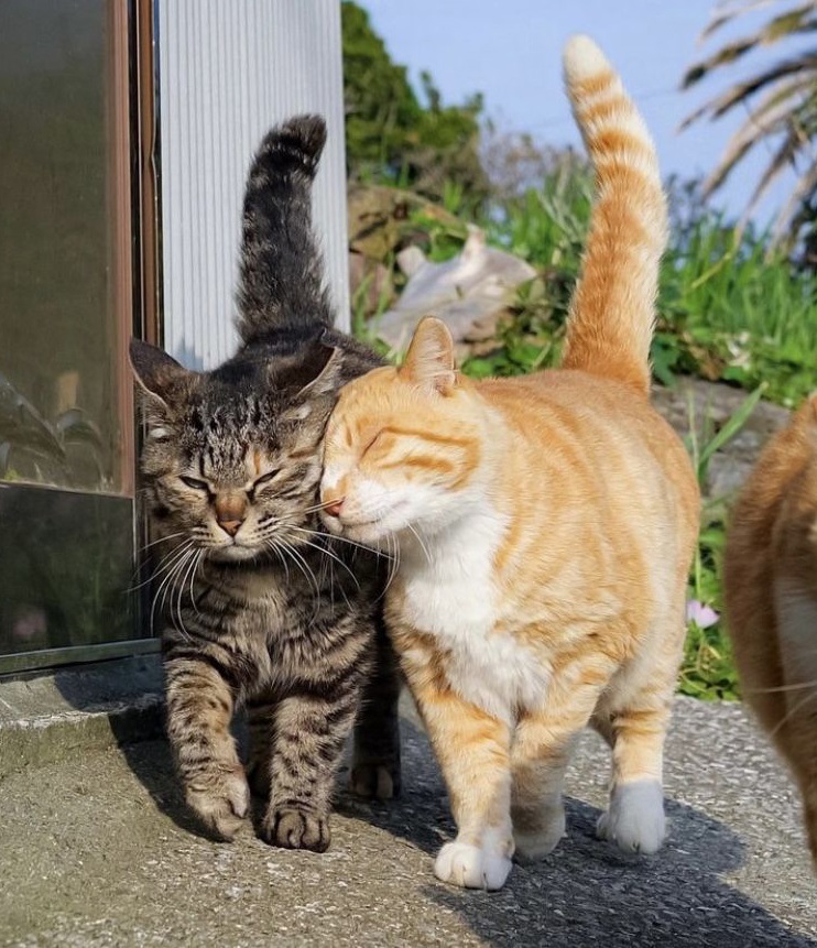 KennekyDeky's tweet image. 