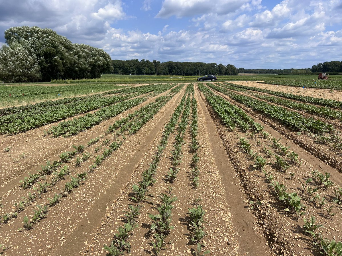 🇨🇦🇺🇸 Lynn Sosnoskie 🇺🇸🇨🇦 tweet media