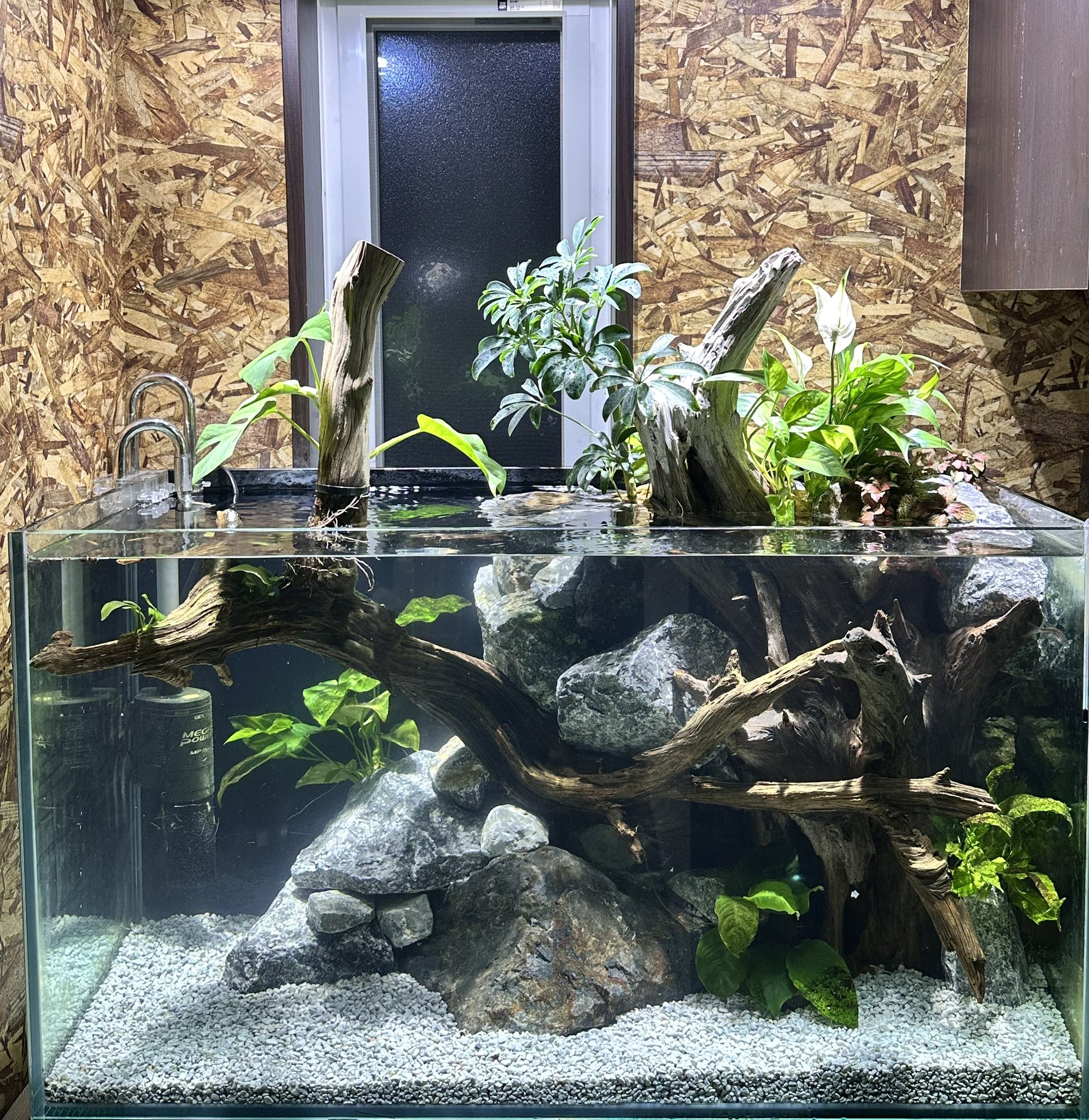トキワ🌿 (@tokiwa_aquarium) / X