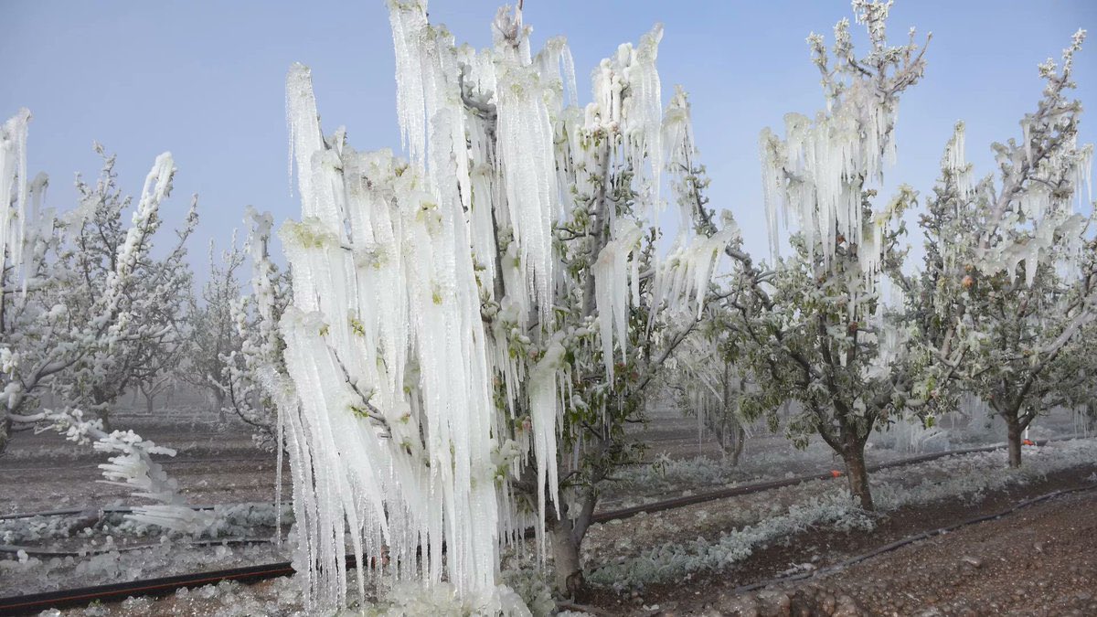 🧊 Zirai Don Desteği Geldi!

🌿 16 ürün destek kapsamına alındı:
Antep fıstığı, armut, ayva, badem, ceviz, elma, erik, fındık, kayısı, kiraz, limon, mandalina, portakal, şeftali/nektarin, üzüm, vişne

💰 Destekten yararlanacaklar:
•Tarım sigortası yaptırmamış çiftçiler