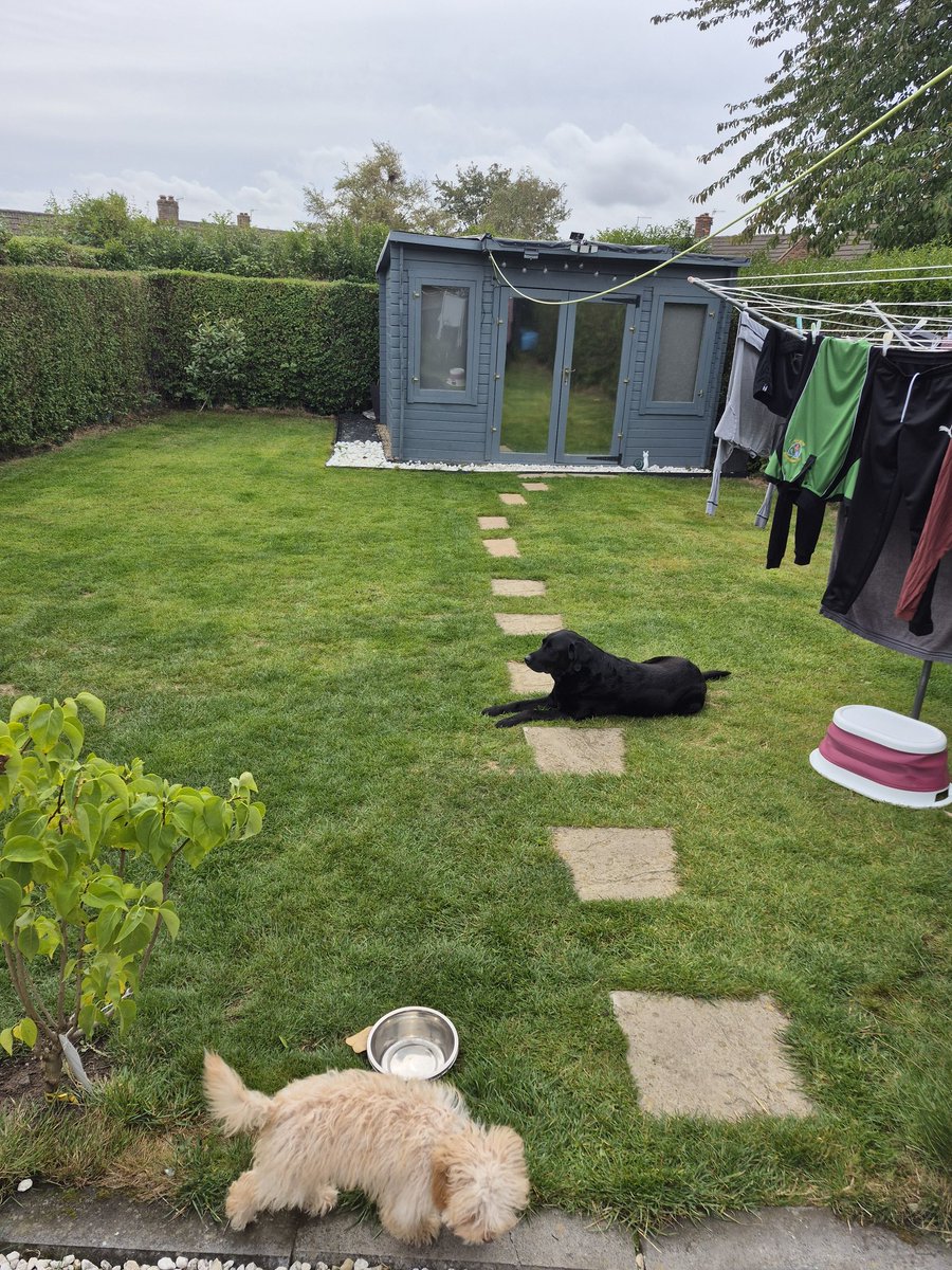 Grass cut. Because apparently the puppy was eating it 😆