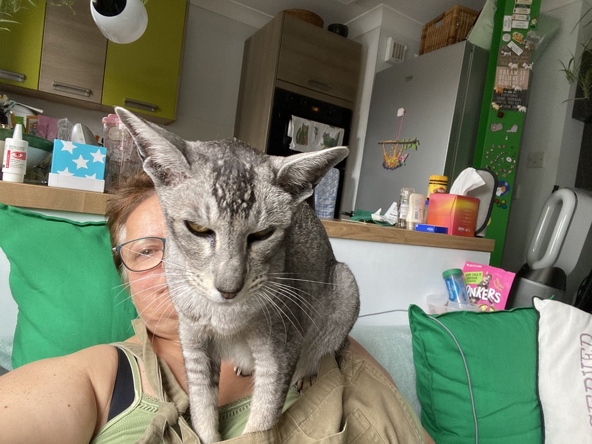 Tripsy voor Blaas- \u0026 Nierproblemen bij Honden | NHV, image size:1200x900