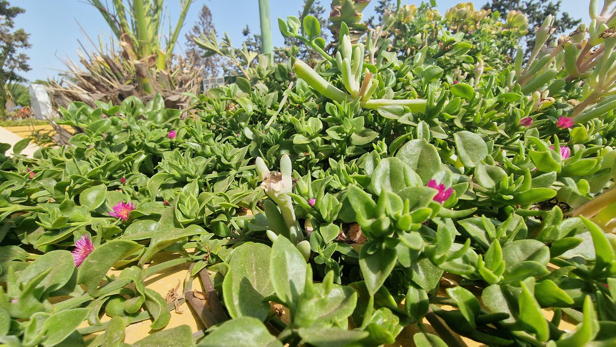 يا الله إني اسألك بكل اسم لك أن ترحم روح جدتي، وارزقها الفردوس الأعلى، ونقها من الذنوب كما ينقى الثوب الأبيض من الدنس، واعفو عنها إنك عفوًا غفورًا تحب العفو. اللهم اجعل ذكر جدتي دائم في خاطري وعلى لساني، وسخر لها من يدعو لها إذا توفيتي، واحسن خاتمتها، وابعث لها نورًا يوم يبعثون