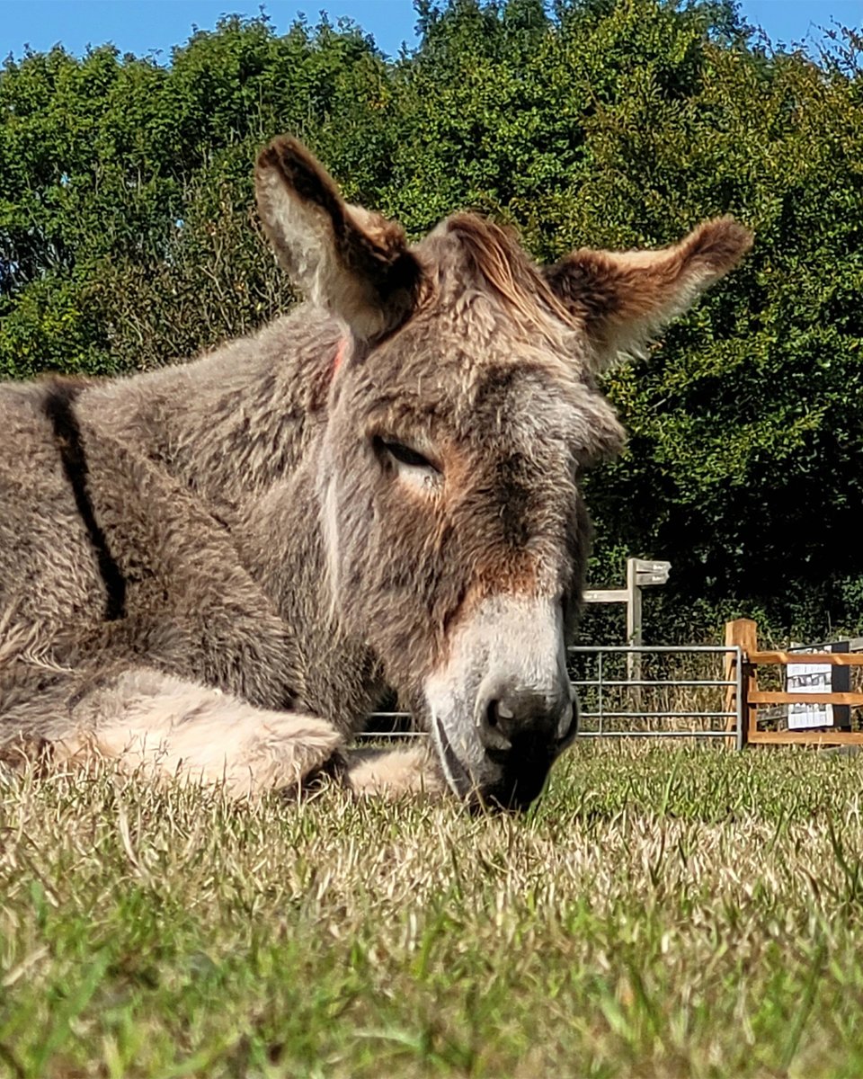 Toby is enjoying a nice Sunday afternoon snooze! 😴