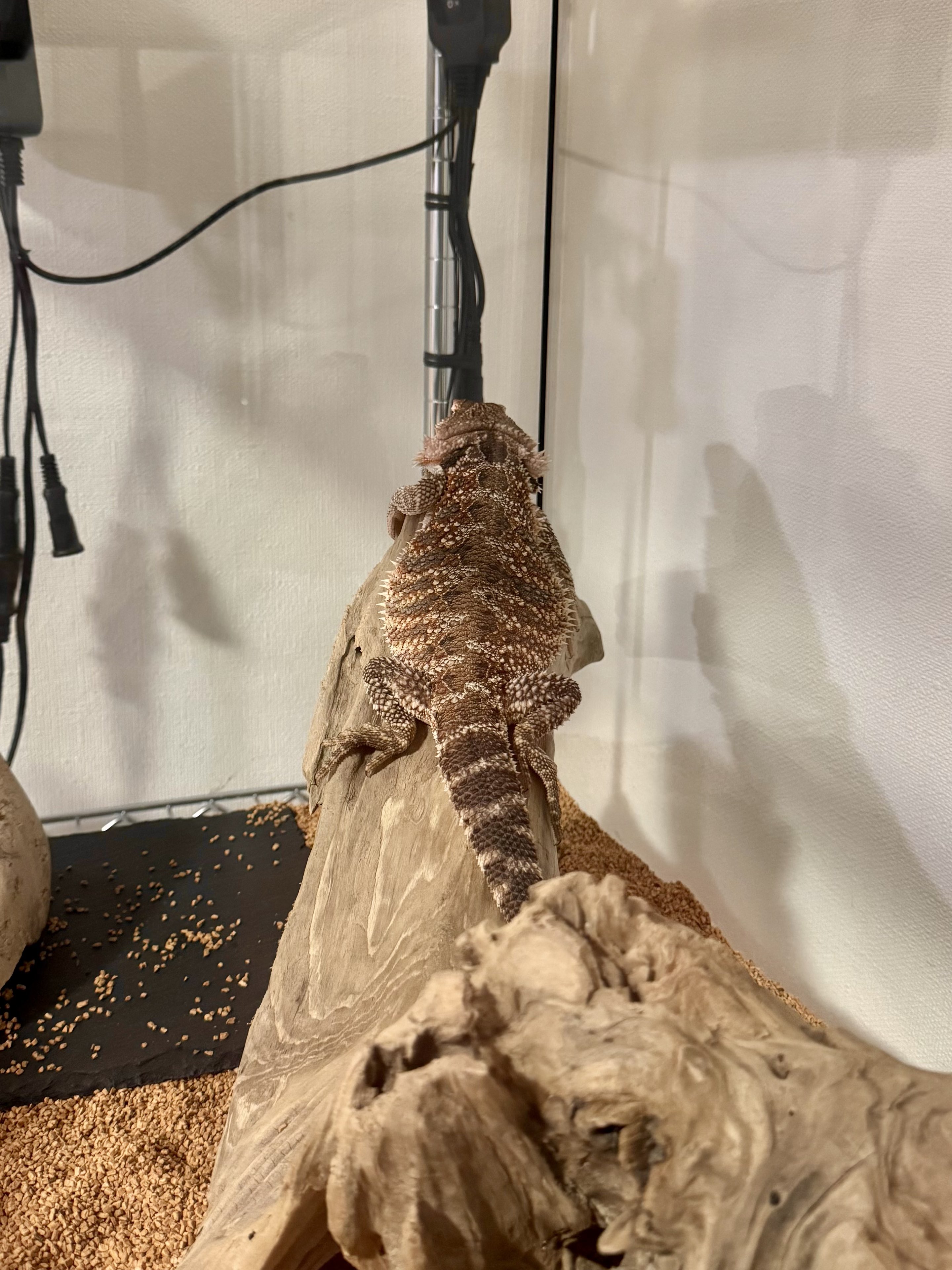 ちぇる (@chelseadog009) / X